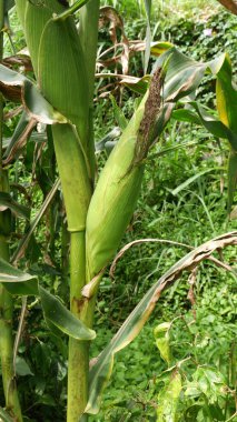 Mısır neredeyse hasat için hazır, içindeki çekirdekleri koruyan yeşil kabuklar var. Mısır Tarlası Çiftliği