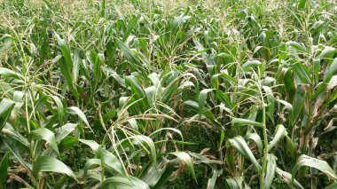Taze yeşil yapraklı mısır tarlası ve yemyeşil püskülleri.