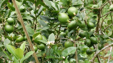 Limon ağacı yemyeşil yapraklarla çevrili ve birkaç genç yeşil limon hala büyüme aşamasında..