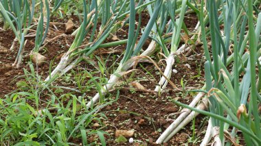 Taze yeşil pırasa bitkileri gevşek kahverengi kayalık topraklarda ve tarlada yabani otlar var.
