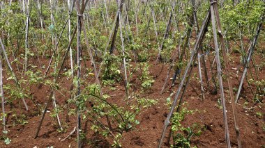 Etkili büyüme için bambu ve ip kullanan geleneksel destek yöntemlerine sahip bir biber çiftliği..
