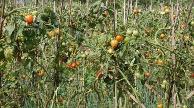Domates meyveleri açık yeşilden tamamen olgunlaşmış kırmızıya kadar, bitki saplarından sarkan, basit ahşap destekli bir arka planda..