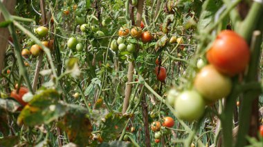 Seçici odak noktası, olgun kırmızı ve yeşil olgunlaşmamış domatesler bir sapta yan yana büyürler. Lahana bitkileriyle bulanık arkaplan