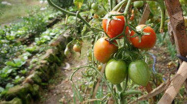 Seçici odak noktası, olgun kırmızı ve yeşil olgunlaşmamış domatesler bir sapta yan yana büyürler. Lahana bitkileriyle bulanık arkaplan