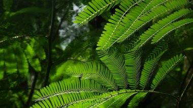 İpek ağacı ya da Albizia julibrissin yaprakları oval ve simetrik olarak düzenlenmiştir. Arkaplan ışığı altında güzel ve zarif görünen parlak yeşil bir renkle..