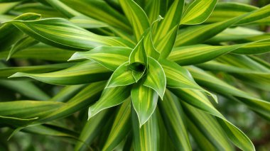 Dracaena bitkileri, parlak sarı çizgilerle süslenmiş uzun yeşil yapraklarla süslenmiş, dairesel bir desen içinde büyüyen, güzel ve ferahlatıcı, iç dekorasyon için mükemmel bir ortam sağlar..