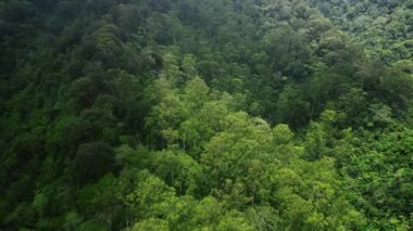 Hava görüntüsü, yağmur ormanı ağaçlarının tepesinde yavaş bir hızla hareket ediyor. Tropikal bir ormanın güzel yeşil doğa arka planı