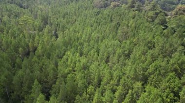 Yoğun tropikal çam ormanlarının hava aracı yeşil yaprak tepe örtüsü ile güzel desenler ve çam ağaçlarının dokularını oluşturuyor. Uzakta dağlarda görünür yağmur ormanları var..