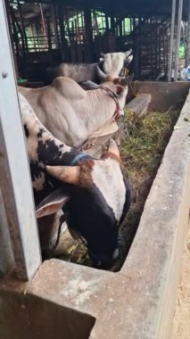 Dikey çekim. Şişman, sağlıklı beyaz ve siyah inekler ahırda taze yeşil ot ve saman yiyorlar. Sığırların Kurban Bayramı 'nda takas edilmesi planlanıyor.