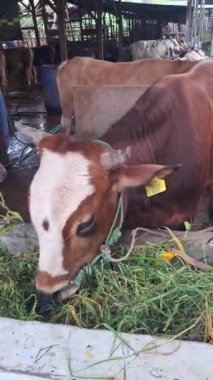 Dikey çekim. Büyük beyaz kafalı şişman ve sağlıklı bir kahverengi inek, geleneksel ahşap bir kalemle açgözlülükle taze yeşil ot yiyor. Bu çiftlik hayvanlarının Kurban Bayramı 'nda satılması planlanıyor.