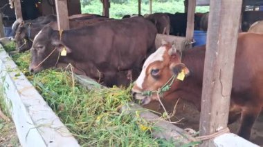 Şişman ve sağlıklı siyah-kahverengi inekler ahırda taze yeşil ot yiyorlar. Bu çiftlik hayvanlarının Kurban Bayramı 'nda satılması planlanıyor.