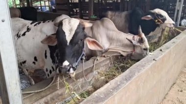 Şişman, sağlıklı beyaz ve siyah inekler ahırda taze yeşil ot ve saman yiyorlar. Sığırların Kurban Bayramı 'nda takas edilmesi planlanıyor.
