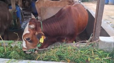 Büyük beyaz kafalı şişman ve sağlıklı bir kahverengi inek, geleneksel ahşap bir kalemle açgözlülükle taze yeşil ot yiyor. Bu çiftlik hayvanlarının Kurban Bayramı 'nda satılması planlanıyor.