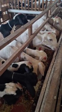 Dikey görüntüler bir grup beyaz ve siyah keçi düzgünce kepekli keçi sırasına dizilmişler. Beyaz keçilere kafalarında kırmızı bir işaret var. Aqiqah ve Kurban Bayramı 'nın Müslümanlara ibadeti için..