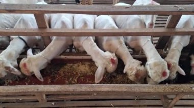 Beyaz kürklü bir grup keçi ahşap bir ağılda kepek yiyor. Kafaları kırmızıyla işaretlenmiş. Bu çiftlik hayvanları, Müslümanlara Aqiqah ve Kurban ibadetleri içindir..