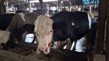 Büyük beyaz kafalı şişman ve sağlıklı bir siyah inek geleneksel bir ahşap kalemle bağlanır. Bu çiftlik hayvanlarının Kurban Bayramı 'nda satılması planlanıyor.