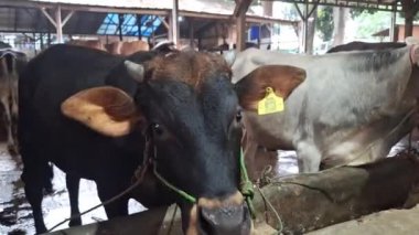 Sığır çiftliği. Şişman, siyah, koca kafalı inekler, kahverengi kulaklar ve arkalarında kahverengi ve beyaz renkli büyük inekler var. Kurban Bayramı 'nda takas edilmeye hazır.