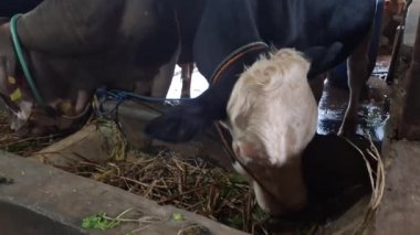 Geleneksel ahşap kalemle sığır şişmanlatan kalem. Bu çiftlik hayvanlarının Kurban Bayramı 'nda satılması planlanıyor.