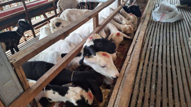 Bir grup beyaz ve siyah keçi düzgün bir şekilde kepek yemek için sıraya girdiler. Beyaz keçilere kafalarında kırmızı bir işaret var. Müslümanlar için Aqiqah ve Kurban ibadetleri için hazırlanmıştır..