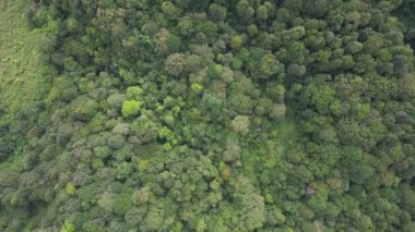 Yoğun bir tropikal orman tepe örtüsünün havadan görünüşü. Ağaç tepelerindeki renkli yapraklardan güzel bir doku oluşturan güzellik. Görüntülerin sonunda yapay bir göl görülür.