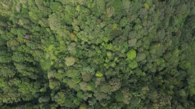 Dağlardaki sık ormanın havadan görünüşü. Güzel ve çekici bir doku oluşturan çeşitli ağaçlar ve renkli yapraklarla görülen güzellik. Doğal tropikal ormanı yansıtıyor..