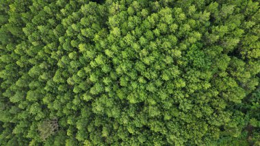 Yoğun bir tropikal çam ormanının, yemyeşil yapraklardan oluşan bir gölgesinin havadan görünüşü. Hava perspektifi doğal dağlardaki çam ağaçlarının güzel desenlerini ve dokularını gösteriyor..