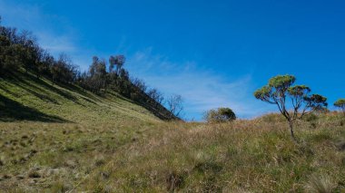 Yeşil çayır manzarasının güzelliği. Yaban otları ve sağ tarafında yetişen Edelweiss ağaçları. Ağaçların yeşil rengi açık gökyüzünün mavisiyle ince bulutlar arasında çelişiyor..
