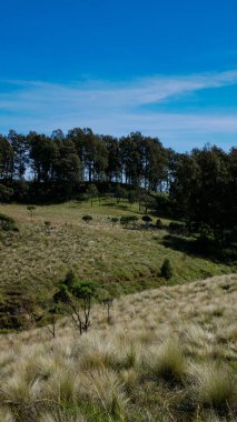 Uçsuz bucaksız çayırlar, uzakta duran yabani otlar ve sıra sıra ağaçlarla doludur. Edelweiss ağaçları burada bol bol yetişir. Parlak mavi gökyüzü ilginç bir renk kontrastı ekler.
