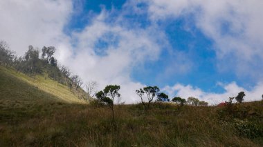 Edelweiss ağaçlarıyla dolu bir çayır manzarası. Kalın beyaz bulutlu parlak mavi gökyüzü dramatik bir etki yaratır. Aydınlık ve karanlık bölgelere sahip doğal ışık doğal manzaranın güzelliğini gösterir..