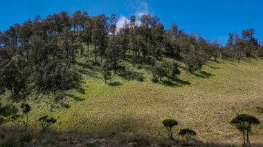 Yaban otları ve ağaçlarla dolu bir çayır. Edelweiss çiçek ağaçları bu bölgede bol bol yetişir. Parlak mavi gökyüzü ilginç bir renk kontrastı ekler, serin ve ferahlatıcı bir atmosfer yaratır..