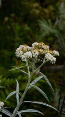 White Edelweiss flowers with long stems bloom with detailed small petals and yellow pollen, surrounded by natural green leaves, creating a peaceful and serene mountain atmosphere. clipart