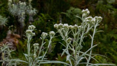 Edelweiss çiçeği (Anafalis javanica), dağlık bir dağ bitkisidir. Bu çiçek Endonezya 'daki dağcılar tarafından 