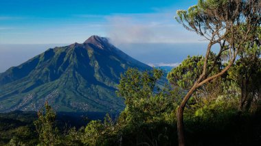 Orta Cava 'daki Merapi yanardağının dramatik manzarası, Endonezya mavi gökyüzü ve ince sis. Ön planda Edelweiss Ağacı ve dağların tipik bitkileri..
