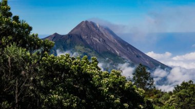 İnce volkanik duman yayan aktif Merapi Dağı manzarası, Edelweiss çiçekleriyle dolu ön plan tipik dağ bitkileri.