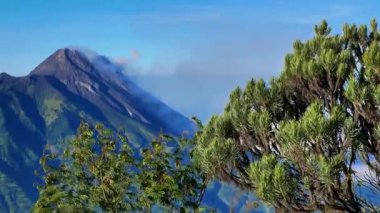 Merapi Dağı, açık bir sabah ön planda Java edelweiss çiçekleri ile birlikte volkanik duman püskürterek görülüyor..