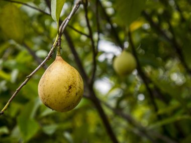 Olgun hindistan cevizi meyvesi bir ağaç dalında asılı. Diğer hindistan cevizi meyvelerinin arkaplanı bulanıklaşır ve yeşil yapraklar yumuşak güneş ışığıyla aydınlatılır. Bu da doğal ve gür bir atmosfer yaratır..