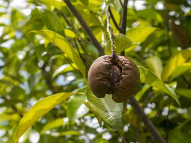 Çürüyen bir ağacın üzerindeki hindistan cevizi meyvesinin yakın çekimi. Çürümüş kahverengi deri dokusu ve içinde yeşil yaprakların arasında bulanık bir arkaplanda asılı duran görünür tohumlar..