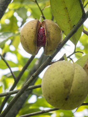 Olgun bir hindistan cevizi meyvesi çatladı ve içindeki kırmızı tohumu ortaya çıkardı. Ön planda başka bir hindistan cevizi meyvesi hala bir ağaç dalında asılı duruyor..