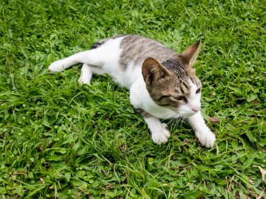 Gri tekir kürklü, tüylü, sevimli, genç bir kedi yeşil bir çimenlikte rahatça oturuyor. Gözleri önde merakla bekleyen bir şeye bakıyor. Bir kedinin portresi.. 