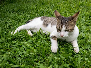 Gri çizgili, tüylü beyaz tüylü şirin bir kedi yeşil bir çimenlikte rahatça oturuyor. Gözleri merakla baktığı bir şeye bakıyor. Bir kedinin portresi. Evcil bir stetair cinsi..