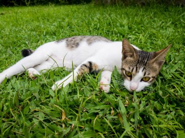 Tembel kedi taze yeşil çimlerin üzerinde uzanırken rahat görünüyor, beyaz ve gri renkte oynamakla ilgilenmiyor gibi görünüyor. Yerli kısa hava cini..