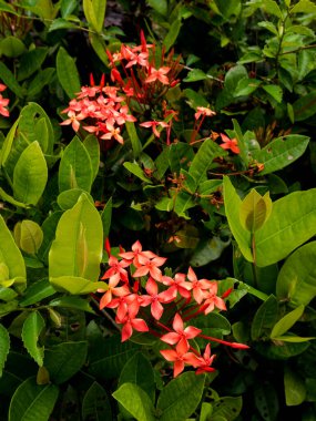 Pembe Ixora çiçek yaprakları ve taze kırmızı çiçek tomurcukları açık yeşil tropikal yaprakların arasında duruyor. Egzotik kır çiçeklerinin doğal güzelliklerini yayıyorlar..