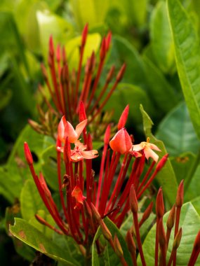 Taze kırmızı Ixora çiçek tomurcukları parlak yeşil yapraklar arasında büyür, bu da tropikal bitkilerin doğal gelişimini gösterir. Tropikal kır çiçeklerinin güzelliği.