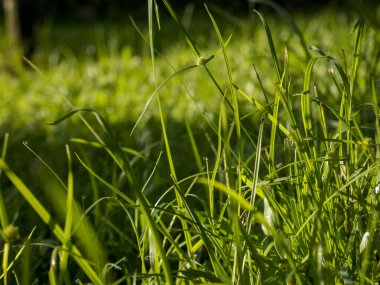 Sabah çiğ taneleriyle süslenmiş uzun yapraklı yabani otlar. Bulanık yeşil çimen arka planı doğa ve çevre temaları için uygun taze ve sakinleştirici bir doğal atmosfer yaratır.