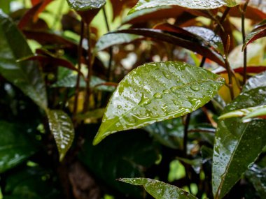 Yeşil bir yaprağın görünen yağmur damlalarıyla dolu makro bir fotoğrafı. Arka plandaki kırmızı yapraklar doğal renk kontrastı ekler. Doğa, tazelik ve yağmur mevsimi temaları için mükemmel. Boşluğu kopyala, metin için uygun boşluk