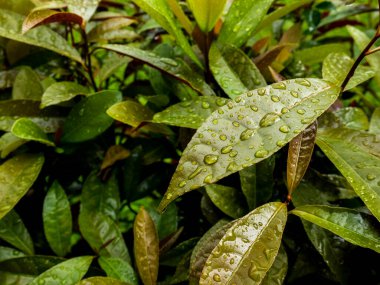 Taze yeşil bir yaprağın üzerindeki yağmur damlalarını yakından çek. Arka planda kırmızı ve yeşil yapraklar sergilenirken, doğal bir karşıtlık yağmurdan sonra doğanın güzelliğini vurguluyor. Metin için uygun alan