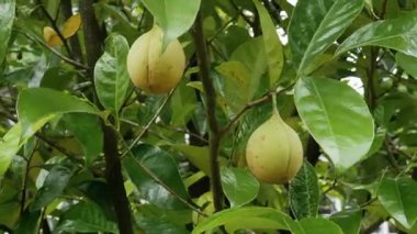 Rüzgârlı dallardan sarkan olgun sarı hindistan cevizi ağaçlarıyla dolu bir Nutmeg çiftliği. Nutmeg genellikle tıbbi, yemek ve gıda amaçlı kullanılır..