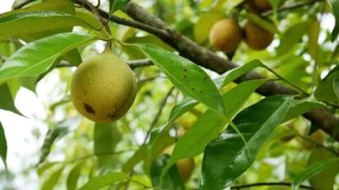 Nutmeg meyvesi rüzgarda savrulan bir ağaç dalından sarkan diğer yapraklar ve meyvelerle birlikte. Nutmeg meyvesi genellikle tıbbi amaçlar, yemek ve yemek için kullanılır..