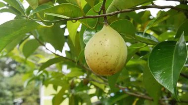 Rüzgarda yeşil yapraklar uçuşan bir ağaç dalından sarkan olgun sarı hindistan cevizi. Nutmeg genellikle tıbbi, yemek ve gıda amaçlı kullanılır..