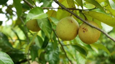 Nutmeg meyvesi rüzgarda savrulan bir ağaç dalından sarkan diğer yapraklar ve meyvelerle birlikte. Nutmeg meyvesi genellikle tıbbi amaçlar, yemek ve yemek için kullanılır..